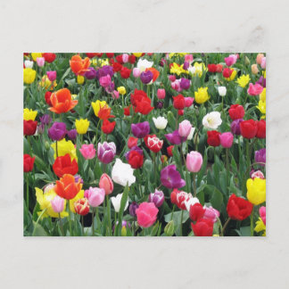 Postal Campo de tulipanes coloridos