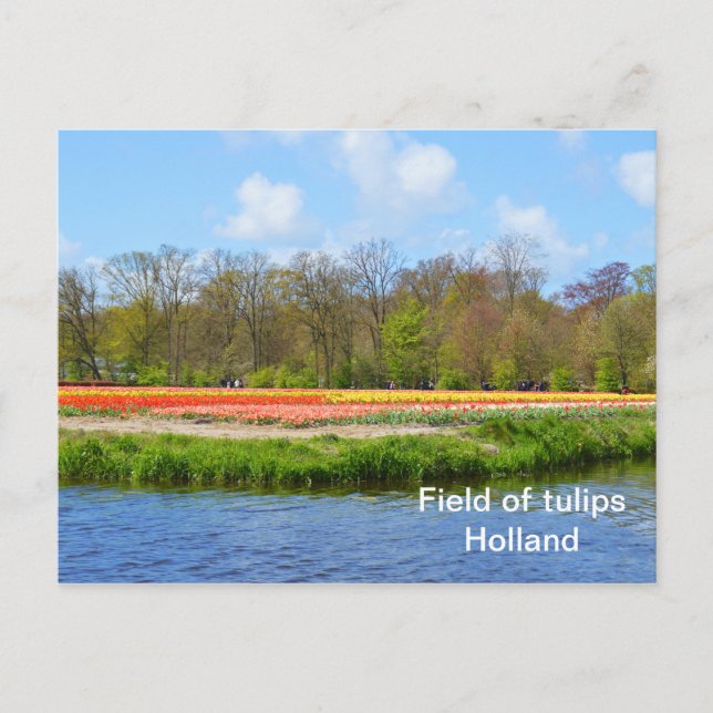 Postal Campo de tulipanes en Holanda (Anverso)
