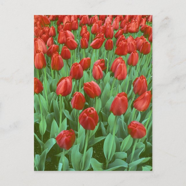 Postal Campo de tulipanes florece en primavera. (Anverso)