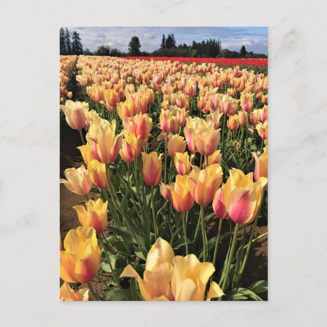 Postal Campo de Tulipanes Hermoso, Oregón (Anverso)