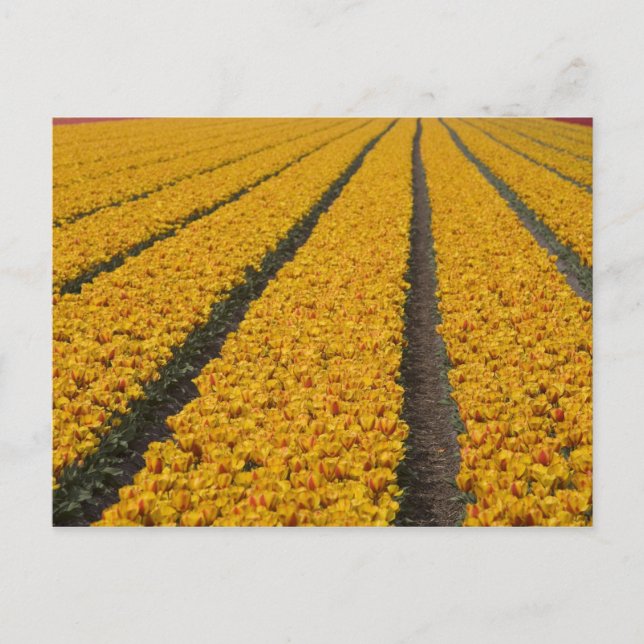 Postal Campo de tulipanes, Países Bajos (Anverso)