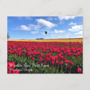 Postal Campo de tulipanes rojo y amarillo con globo de ai