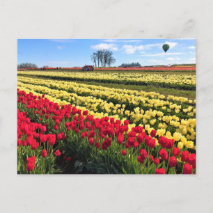 Postal Campo de tulipanes rojo y amarillo con globo de ai