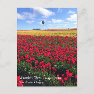 Postal Campo de tulipanes rojo y amarillo con globo de ai