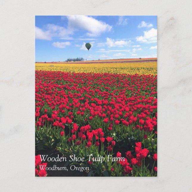 Postal Campo de tulipanes rojo y amarillo con globo de ai (Anverso)