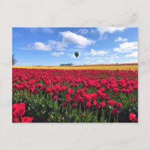 Postal Campo de tulipanes rojo y amarillo con globo de ai
