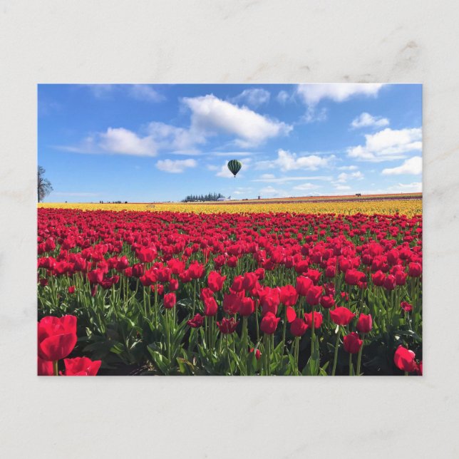 Postal Campo de tulipanes rojo y amarillo con globo de ai (Anverso)