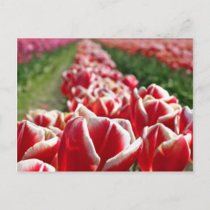 Postal Campo de tulipanes rojos y blancos