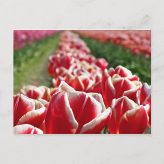 Postal Campo de tulipanes rojos y blancos