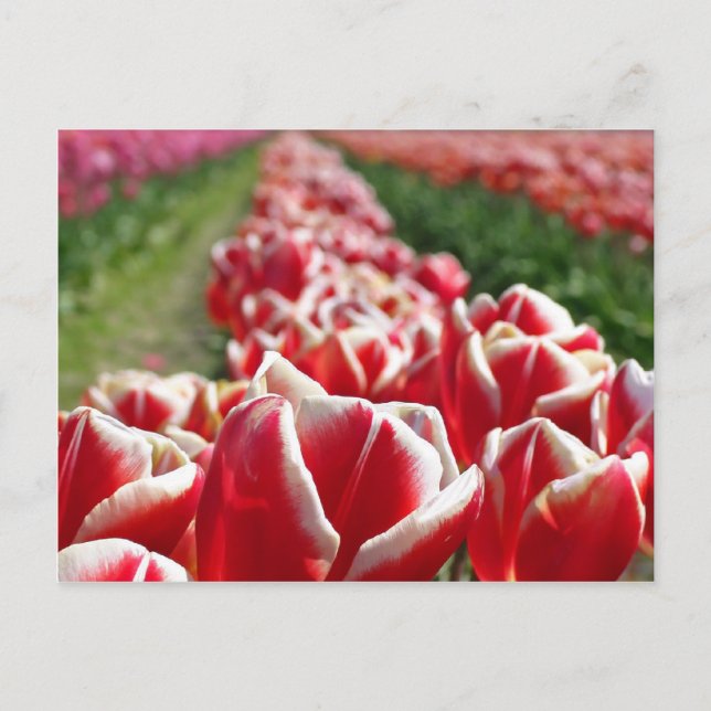 Postal Campo de tulipanes rojos y blancos (Anverso)