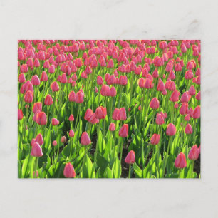 Postal Campo de Tulipanes Rosados