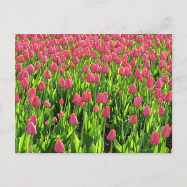 Postal Campo de Tulipanes Rosados (Anverso)