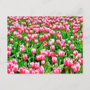 Postal Campo de Tulipanes Rosados