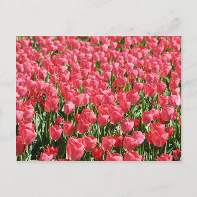 Postal Campo de tulipanes rosas (Anverso)