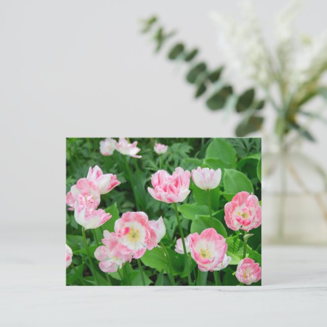 Postal Campo de tulipanes rosas (Anverso de pie)