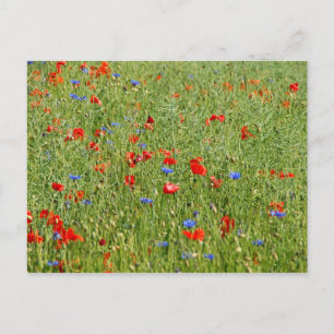 Postal Campo de verano con flores rojas y azules