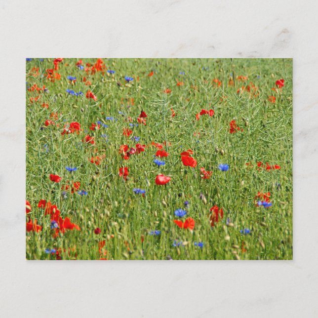 Postal Campo de verano con flores rojas y azules (Anverso)