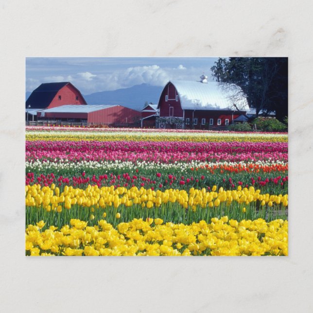 Postal Campo de visualización Tulip (Anverso)