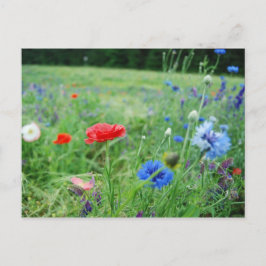 Postal campo de wildflowers