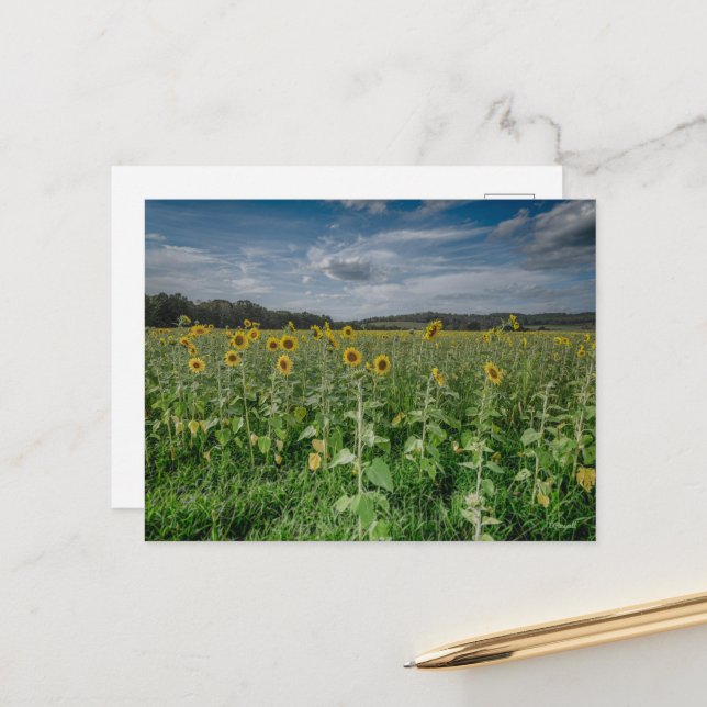 Postal "Campo girasol" (Anverso/Reverso In Situ)