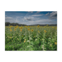 "Campo girasol"
