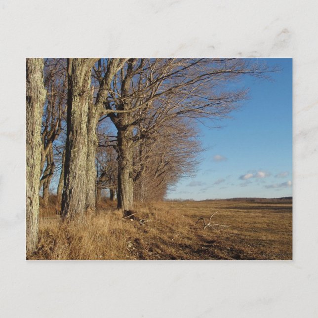 Postal Campo I de noviembre (Anverso)