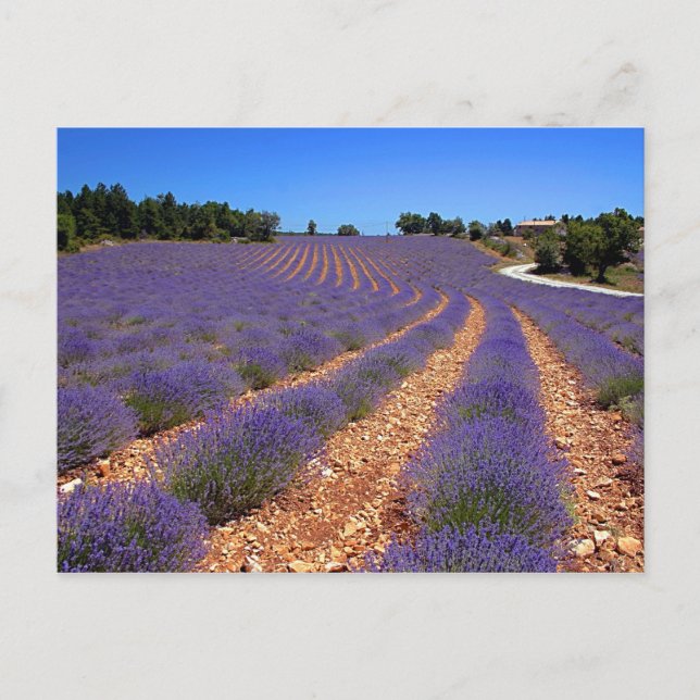Postal Campo Lavendar en Provenza (Anverso)