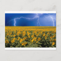 Campo Lightning de girasol