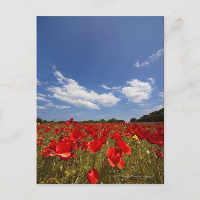 Postal Campo lleno de flores rojas (Anverso)