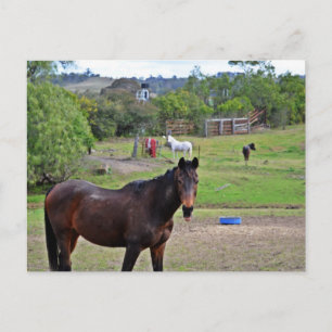 Postal Campo Rendezvous 3