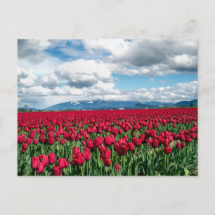 Postal Campo Tulip Rojo
