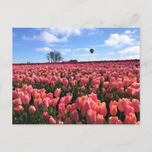Postal Campo tulipán rosado con globo de aire caliente, O