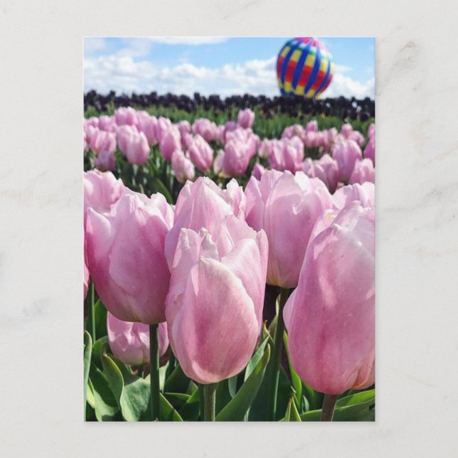 Postal Campo tulipán rosado con globo de aire caliente, O (Anverso)