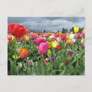 Postal Campo Tulips