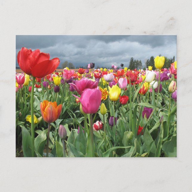 Postal Campo Tulips (Anverso)