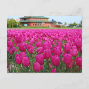 Postal Campo Tulips