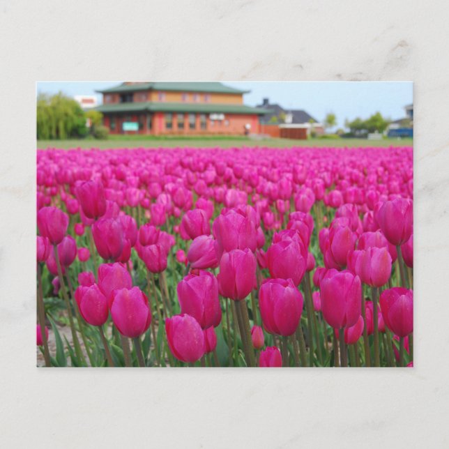 Postal Campo Tulips (Anverso)