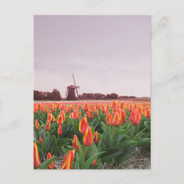 Postal Campo y molino de viento Holanda del tulipán de la