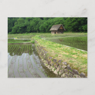 Postal Campos de arroz: Gifu, Japón