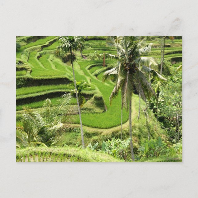 Postal Campos de arroz postal, Bali (Anverso)