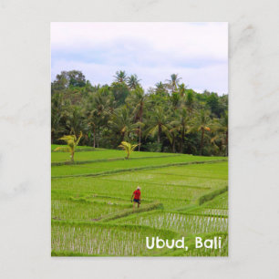 Postal Campos de arrozales postcard Ubud Bali Indonesia