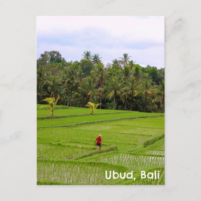 Postal Campos de arrozales postcard Ubud Bali Indonesia (Anverso)