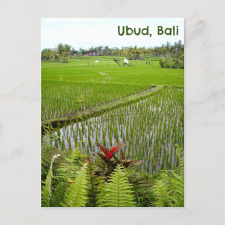 Postal Campos de arrozales postcard Ubud Bali Indonesia
