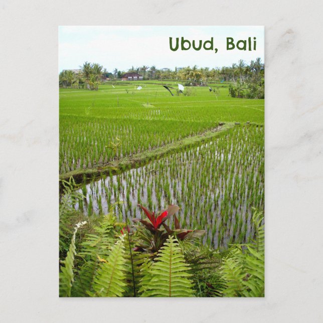 Postal Campos de arrozales postcard Ubud Bali Indonesia (Anverso)