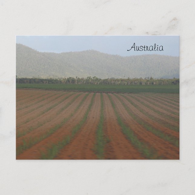 Postal Campos de caña de azúcar — Queensland, Australia (Anverso)