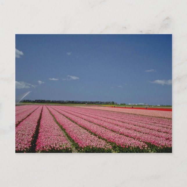 Postal Campos de cebada roja, flores de Zanskar Ladakh, I (Anverso)