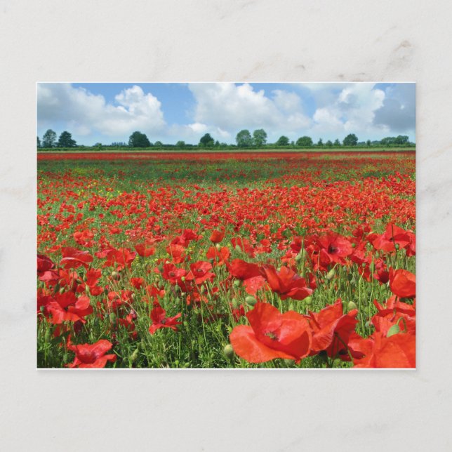 Postal Campos de disquete (Anverso)