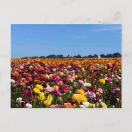 Postal Campos de flor en California