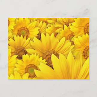 Postal Campos de girasol amarillo