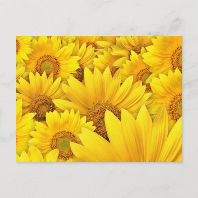 Postal Campos de girasol amarillo (Anverso)